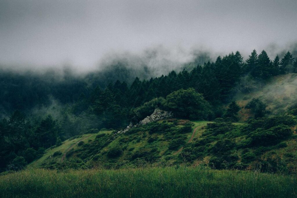 Backdrop